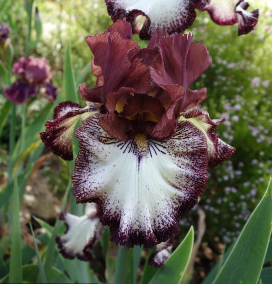 Unveiling Beauty and Symbolism of the Bearded Iris