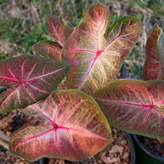 'Berries 'N Burgundy' Caladium – Artistic Foliage Masterpiece (2 Bulbs) - Blue Buddha Farm