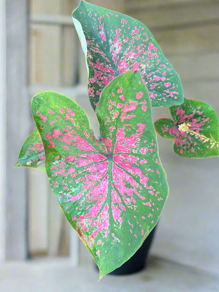 'Florida Roselight' Caladium – Unique Pink Splotched Elegance (2 Bulbs)
