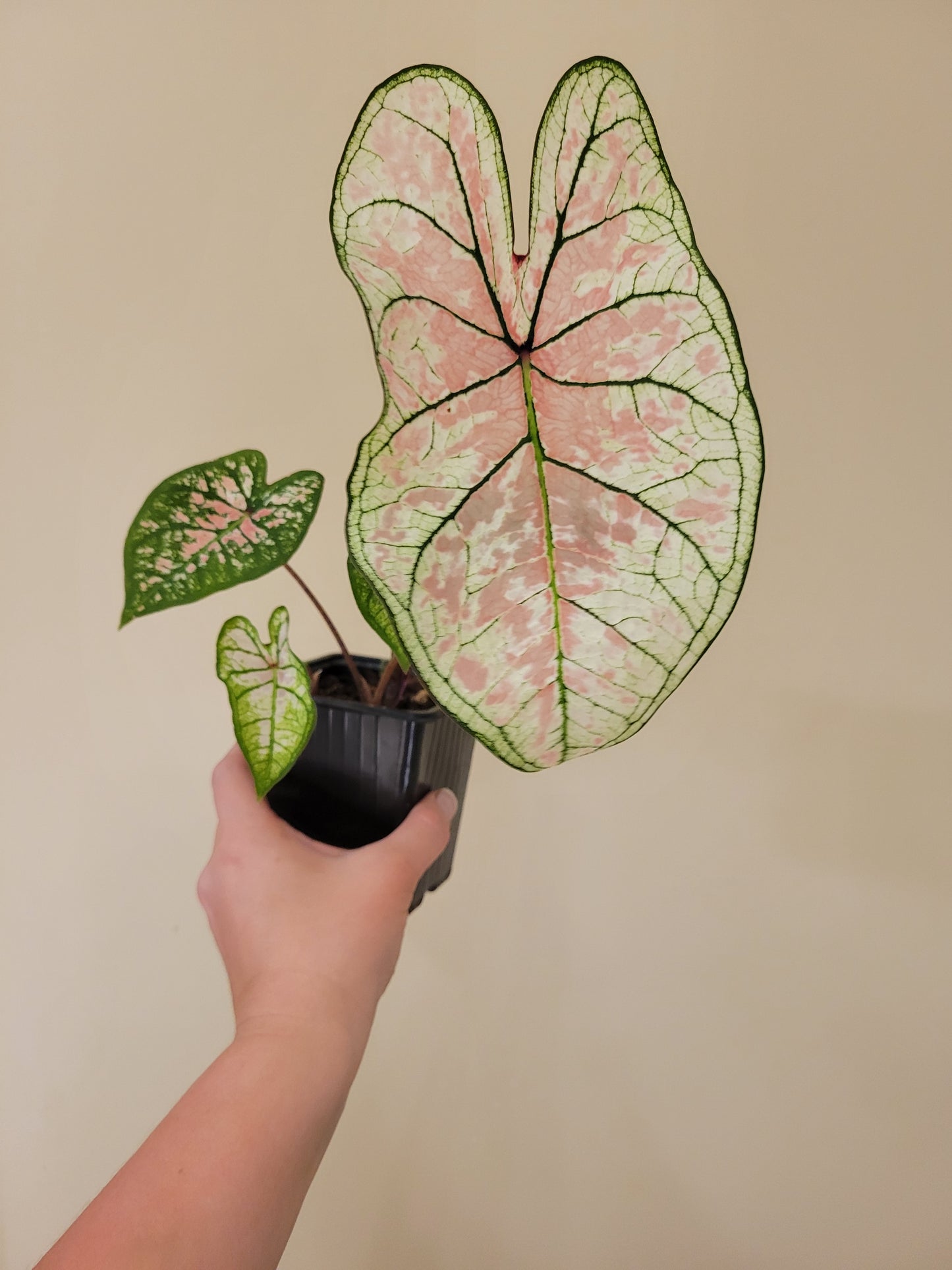 'Pink Illusion' Caladium – Boutique Pink Splashes (2 Bulbs) - Blue Buddha Farm