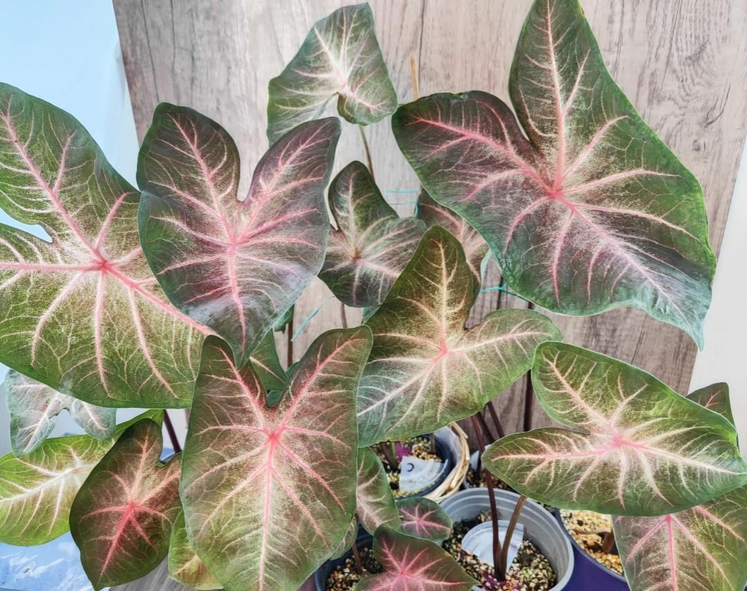 'Berries 'N Burgundy' Caladium – Artistic Foliage Masterpiece (2 Bulbs) - Blue Buddha Farm