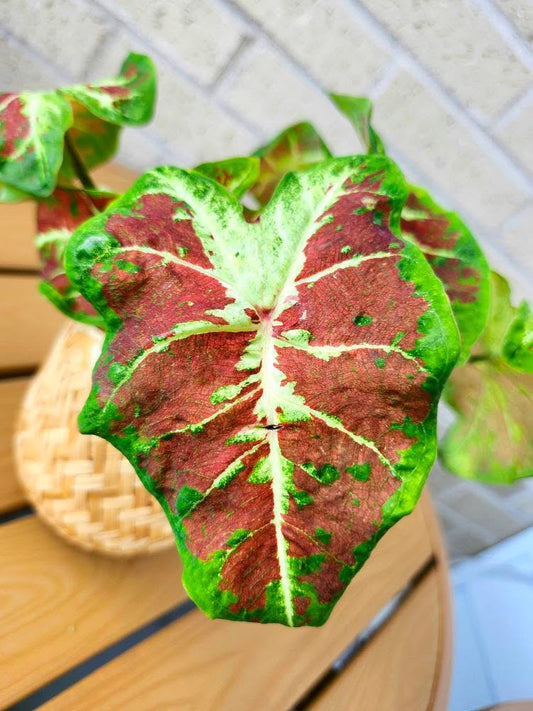 'Mesmerized' Caladium – Radiant Reddish Orange Spectacle (2 Bulbs)