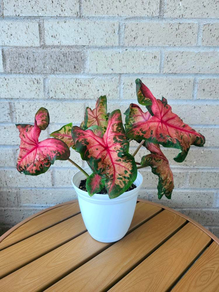 'Clowning Around' Caladium – Enchanting Foliage Frolic (2 Bulbs)