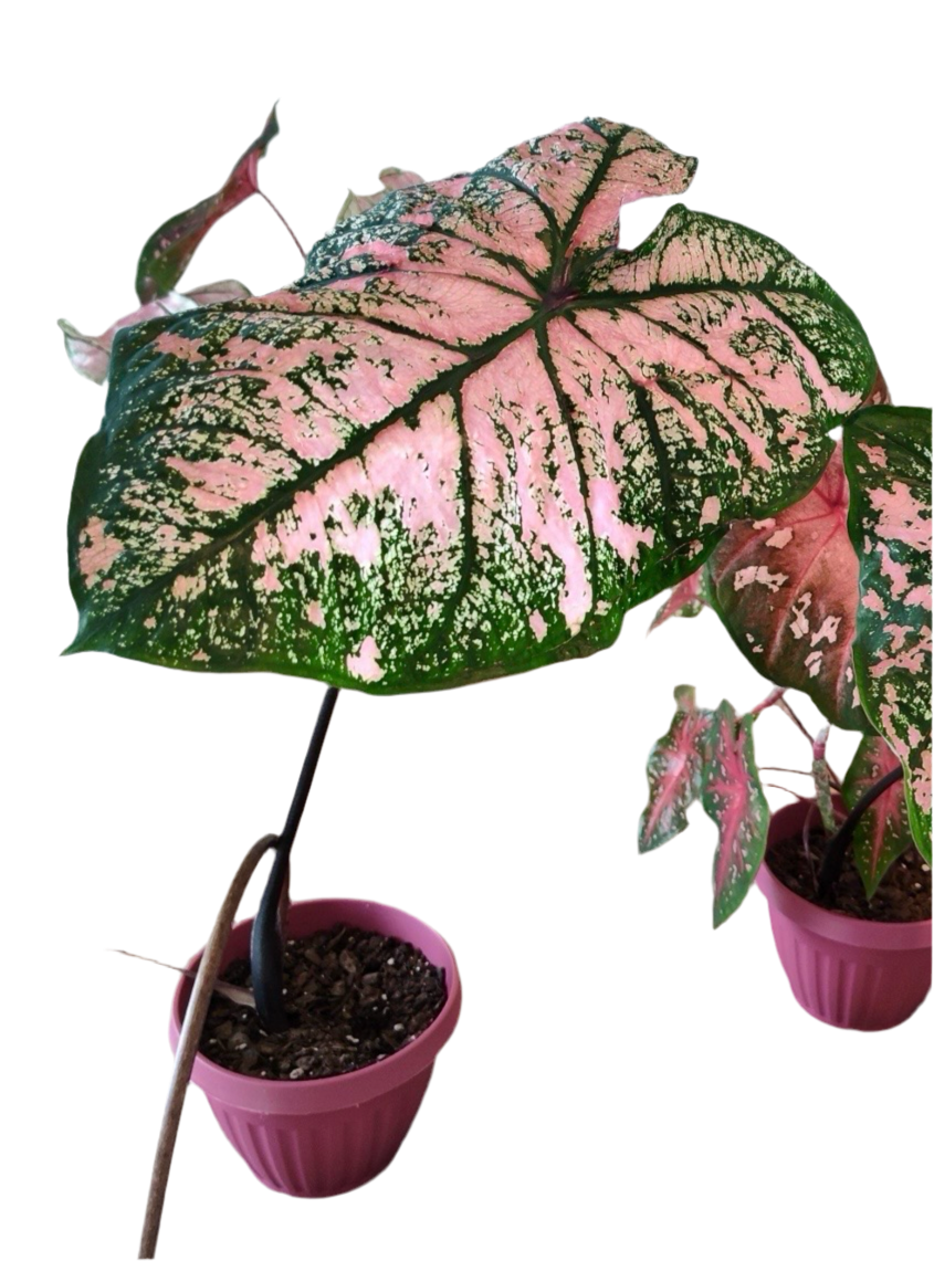 'Florida Roselight' Caladium – Unique Pink Splotched Elegance (2 Bulbs)