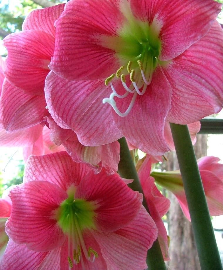 Close-up of a stunning coral and white Amalfi amaryllis bloom from Blue Buddha Farm, showcasing its large, vibrant petals
