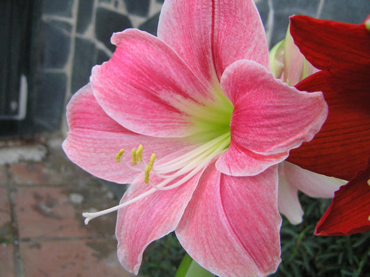 Potted Amalfi amaryllis with coral-hued flowers and lush green leaves, grown by Blue Buddha Farm, ideal for brightening indoor spaces