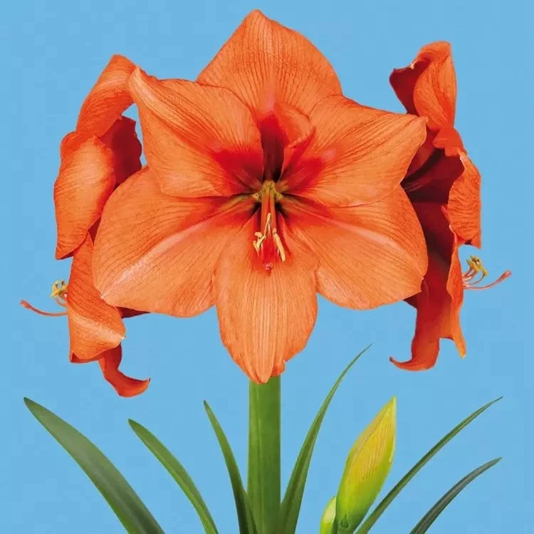 Gold Medal Amaryllis – Vibrant Orange Holiday Blooms | Blue Buddha Farm