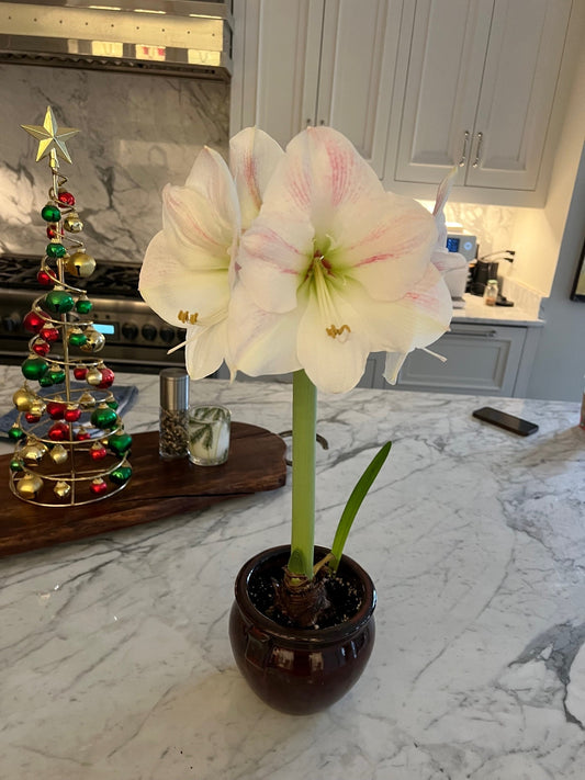 A close-up view of a cherry blossom amaryllis in full bloom, featuring its delicate pink petals with a soft, velvety texture