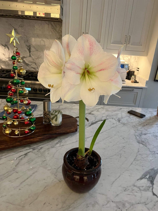 A close-up view of a cherry blossom amaryllis in full bloom, featuring its delicate pink petals with a soft, velvety texture
