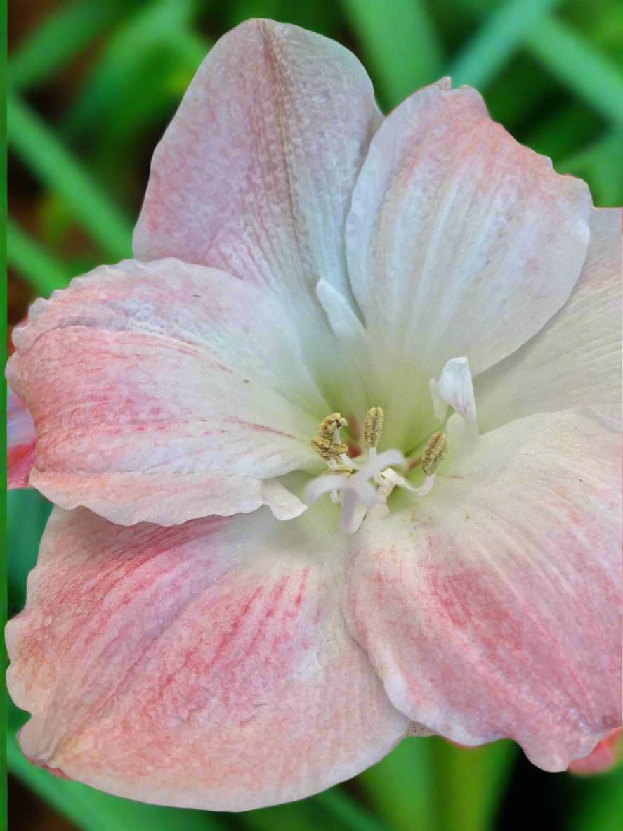 A vibrant cherry blossom amaryllis in a sunny garden, displaying its striking flowers amidst lush leaves, radiating a cheerful and fresh atmosphere.