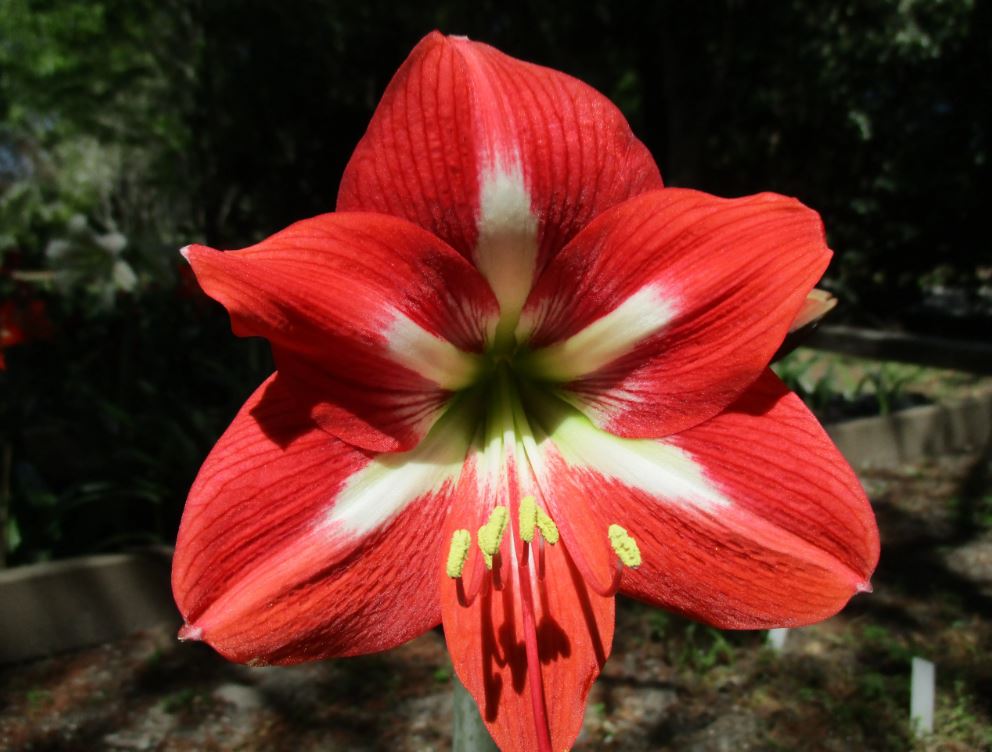 An exquisite Christmas Star amaryllis from Blue Buddha Farm in full bloom, showcasing its vibrant red petals with striking white highlights, perfectly poised against a backdrop of lush greenery.