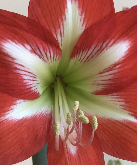 A close-up of a single Christmas Star amaryllis bloom from Blue Buddha Farm, highlighting the intricate petal details and rich hues that evoke warmth and festive cheer.