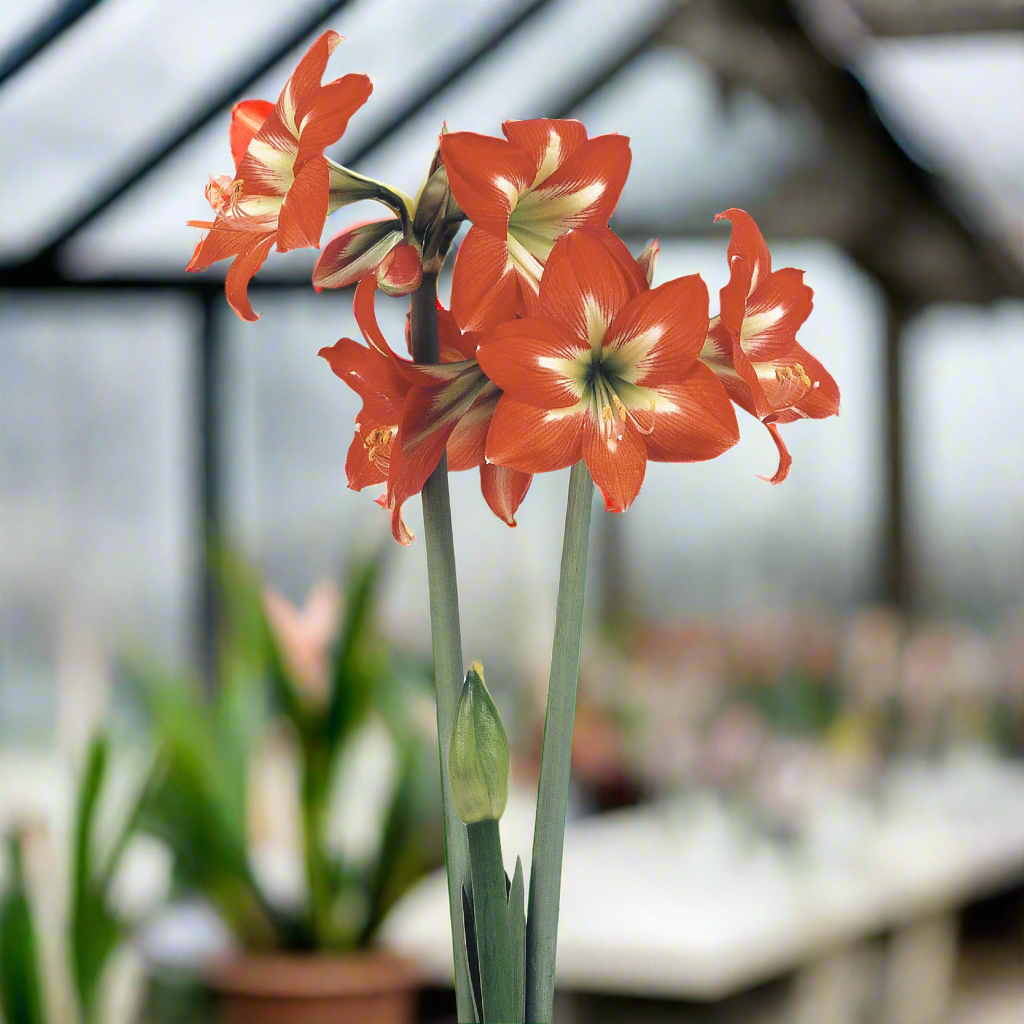 A stunning display of Christmas Star amaryllis from Blue Buddha Farm in a cozy indoor setting, radiating a sense of holiday spirit with its striking color and graceful stature.