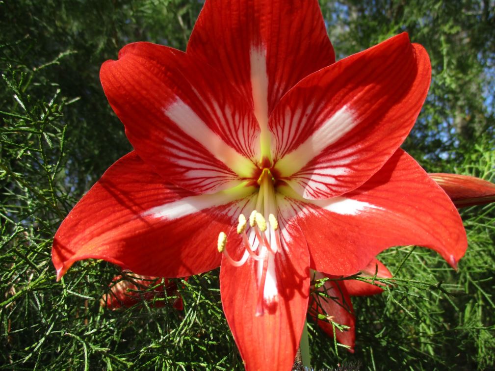A stunning cocktail amaryllis from Blue Buddha Farm in full bloom, featuring vibrant red and white petals that create a captivating focal point against a backdrop of lush greenery.