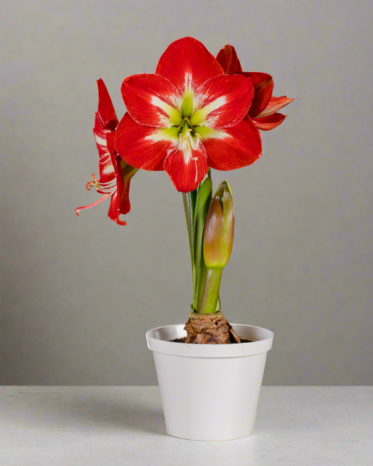 A striking cocktail amaryllis plant from Blue Buddha Farm set against a softly blurred background, radiating warmth and charm that enhances any floral display or interior setting.