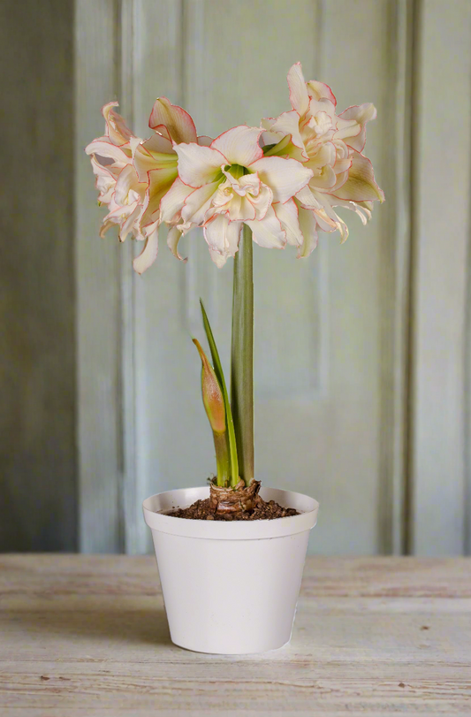 A Harlequin Amaryllis bloom from Blue Buddha Farm, displaying its bold color contrast, making it a captivating focal point in any setting.