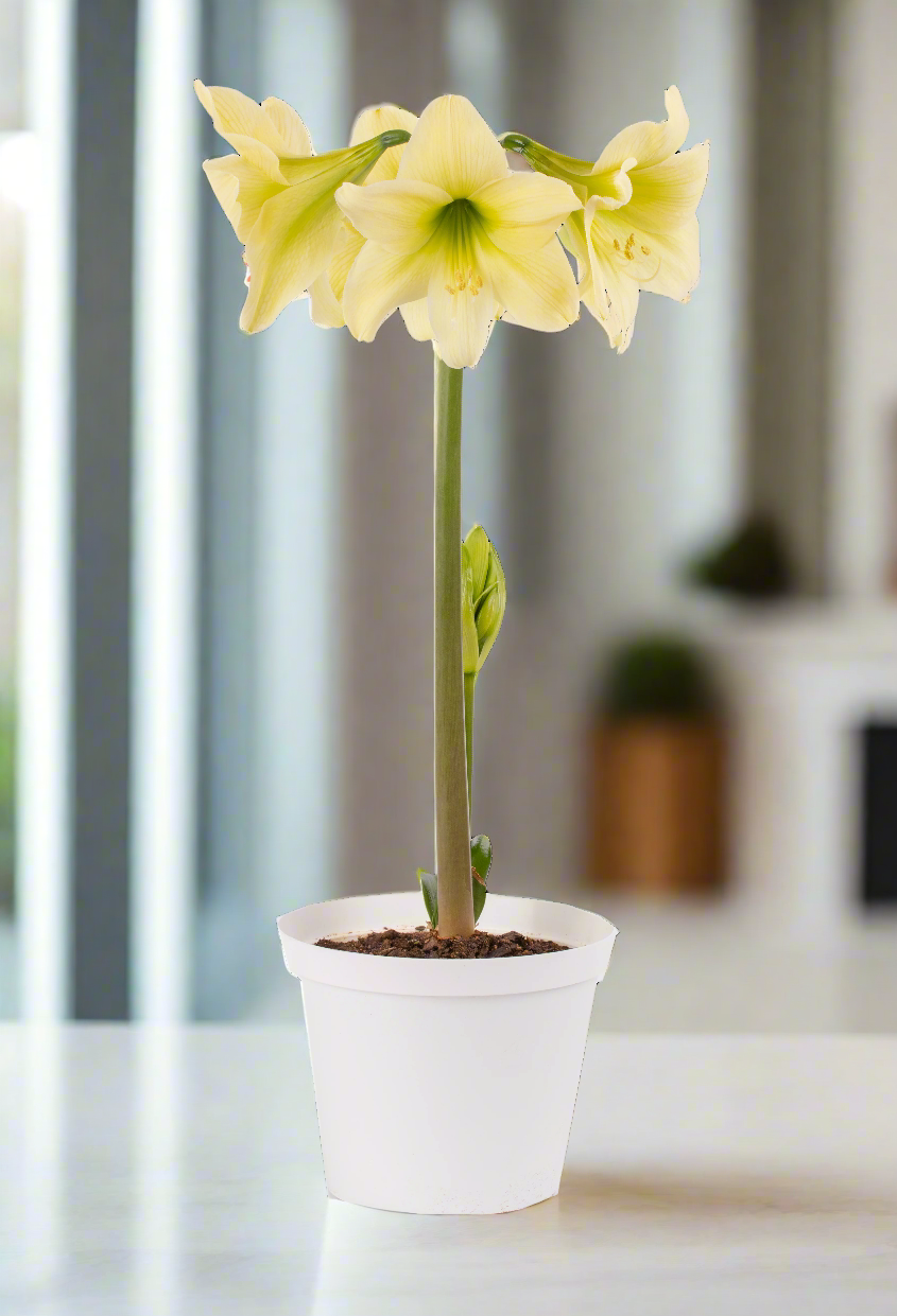 Delicate yellow petals of a lemon sorbet amaryllis gracefully unfurling, creating a stunning display of nature's beauty
