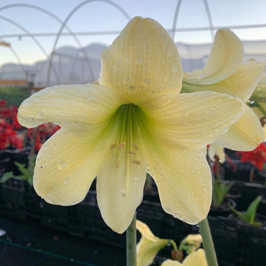Golden yellow petals of a lemon sorbet amaryllis illuminated by soft natural light, enhancing its warm, inviting glow.