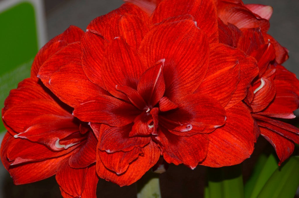The rhythmic form of a ragtime amaryllis, its bright red petals curling like they’re keeping time with a playful, improvisational tune.