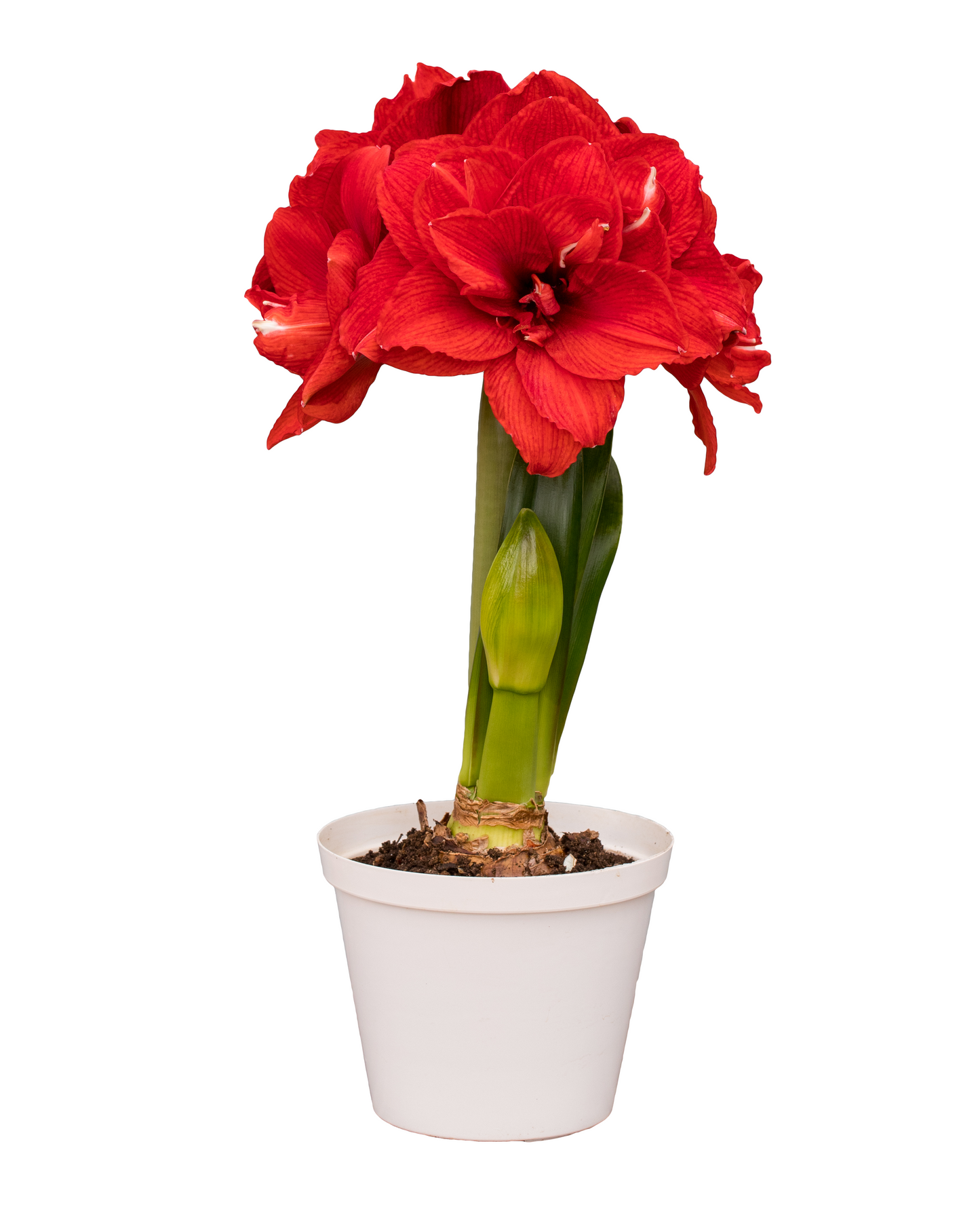 A single ragtime amaryllis flower, its deep red petals flaring outward, full of bold energy and the vibrant spirit of a ragtime tune.