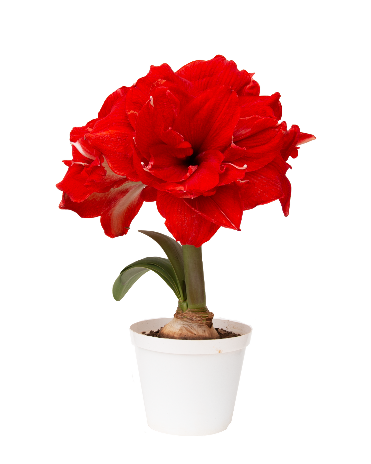 The silhouette of a ragtime amaryllis in full bloom, its vibrant red petals swirling in playful, syncopated twists, echoing the lively movement of a jazzy beat.
