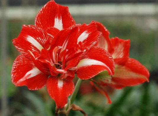 Macro image of Amaryllis 'Rock and Roll' bloom showing rich red petals with delicate white striping and tips – elegant floral detail from Blue Buddha Farm