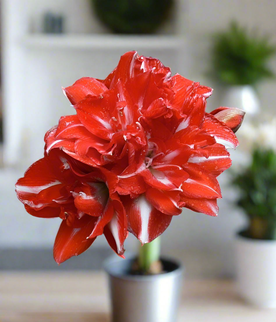 Close-up of Amaryllis 'Rock and Roll' bloom with deep red petals and white tips – boutique bulb flower from Blue Buddha Farm
