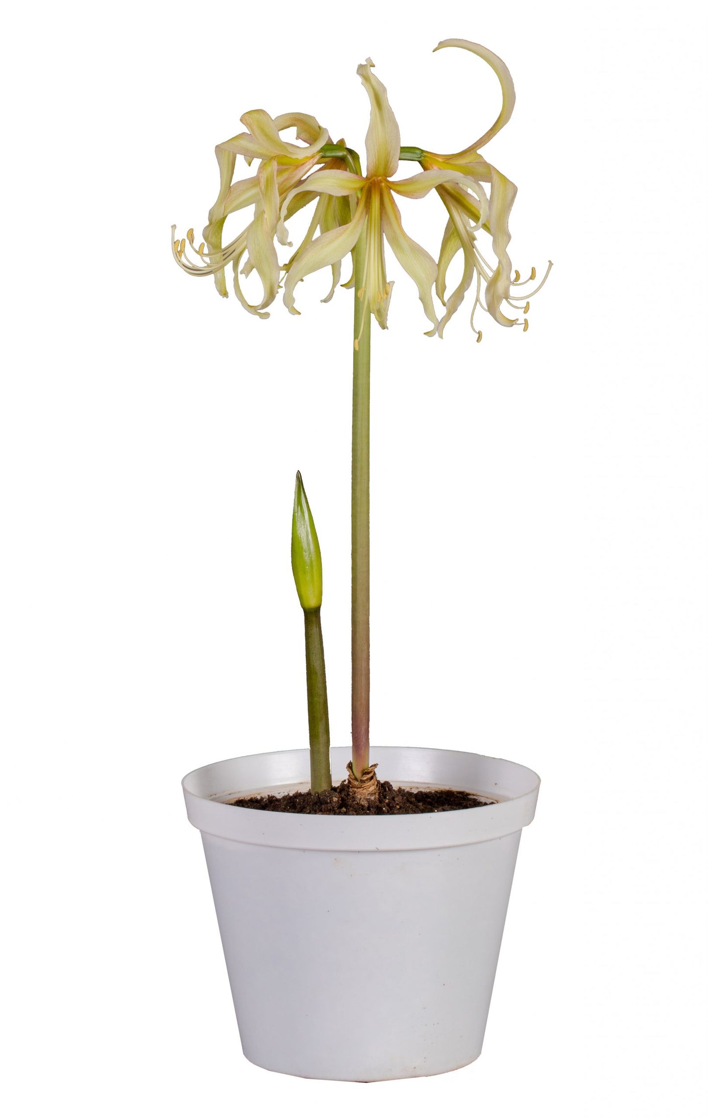 Compact Amaryllis 'Saffron' blooming in ceramic pot – soft yellow and blush petals in a serene indoor setting