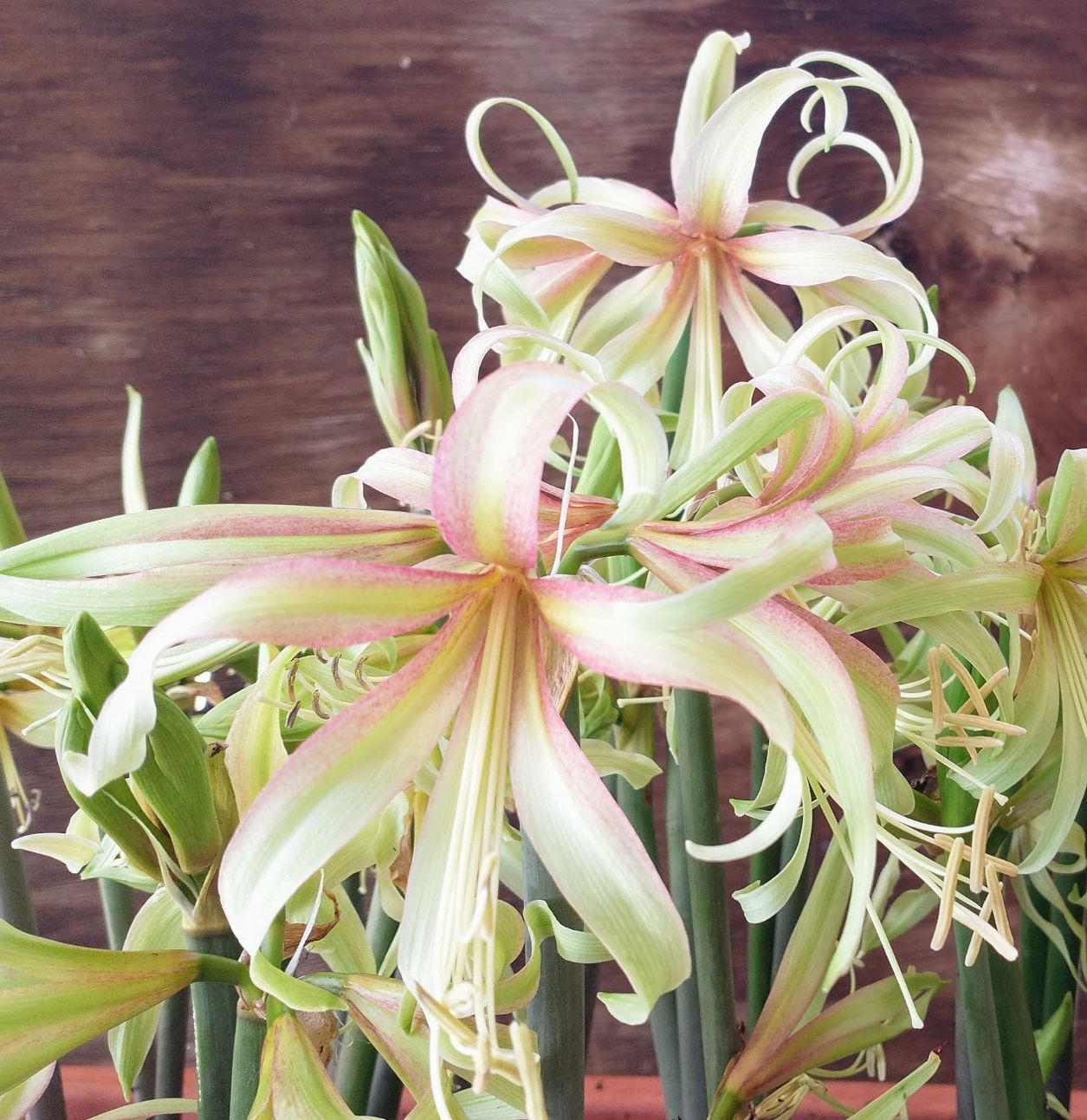 Close-up of Amaryllis 'Saffron' bloom in chartreuse, cream, and raspberry tones – warm exotic flower by Blue Buddha Farm