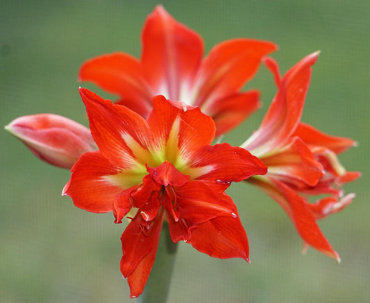 Close-up of Samburu Amaryllis flower showing rich crimson tones and sunny yellow throats, grown from bulb indoors.