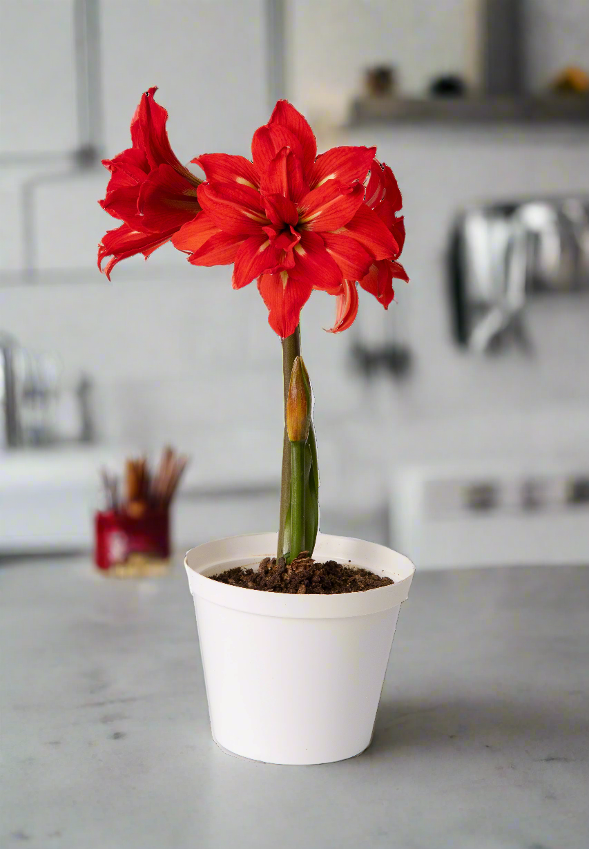 Indoor potted Samburu Amaryllis in full bloom, displaying bold autumnal hues and lush green foliage.