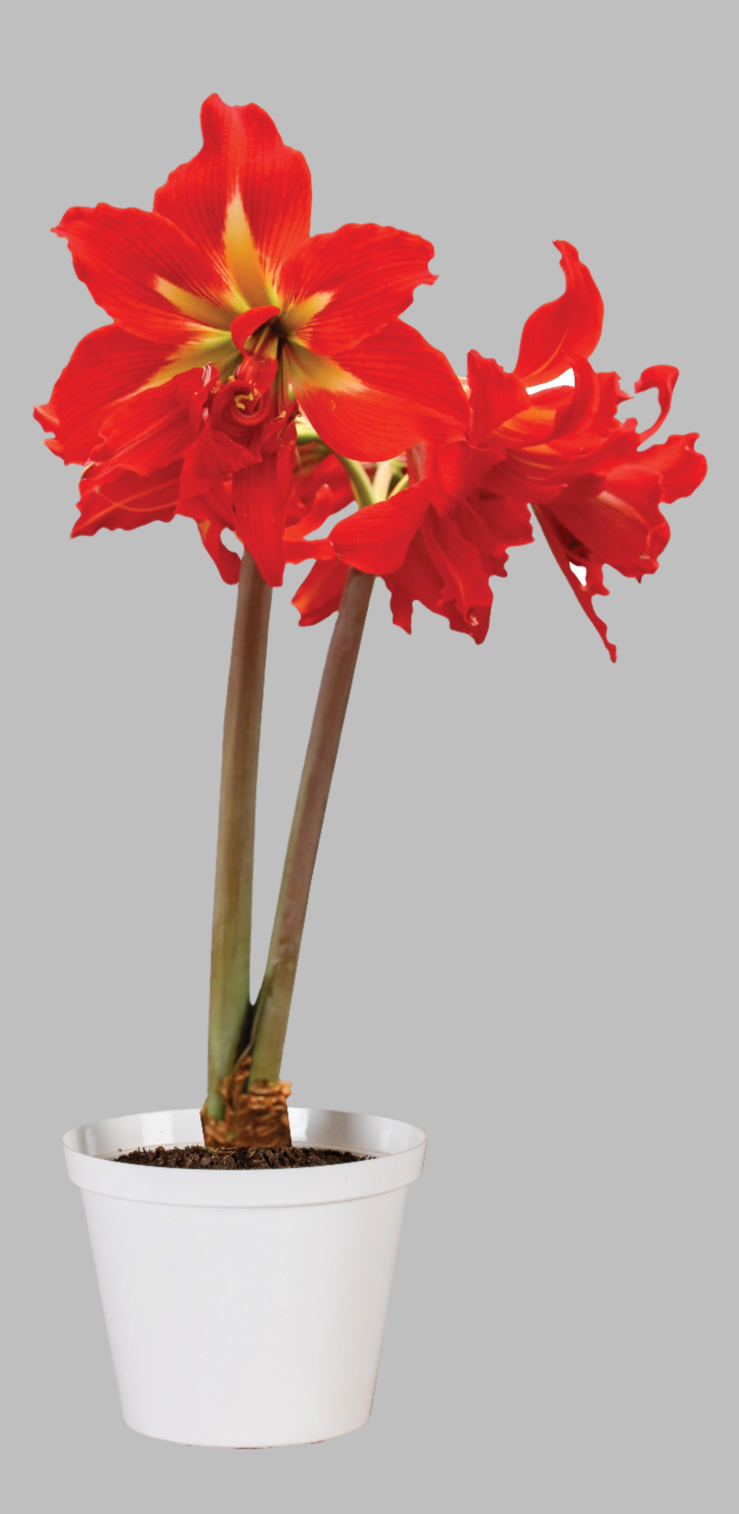 Amaryllis Samburu in full bloom