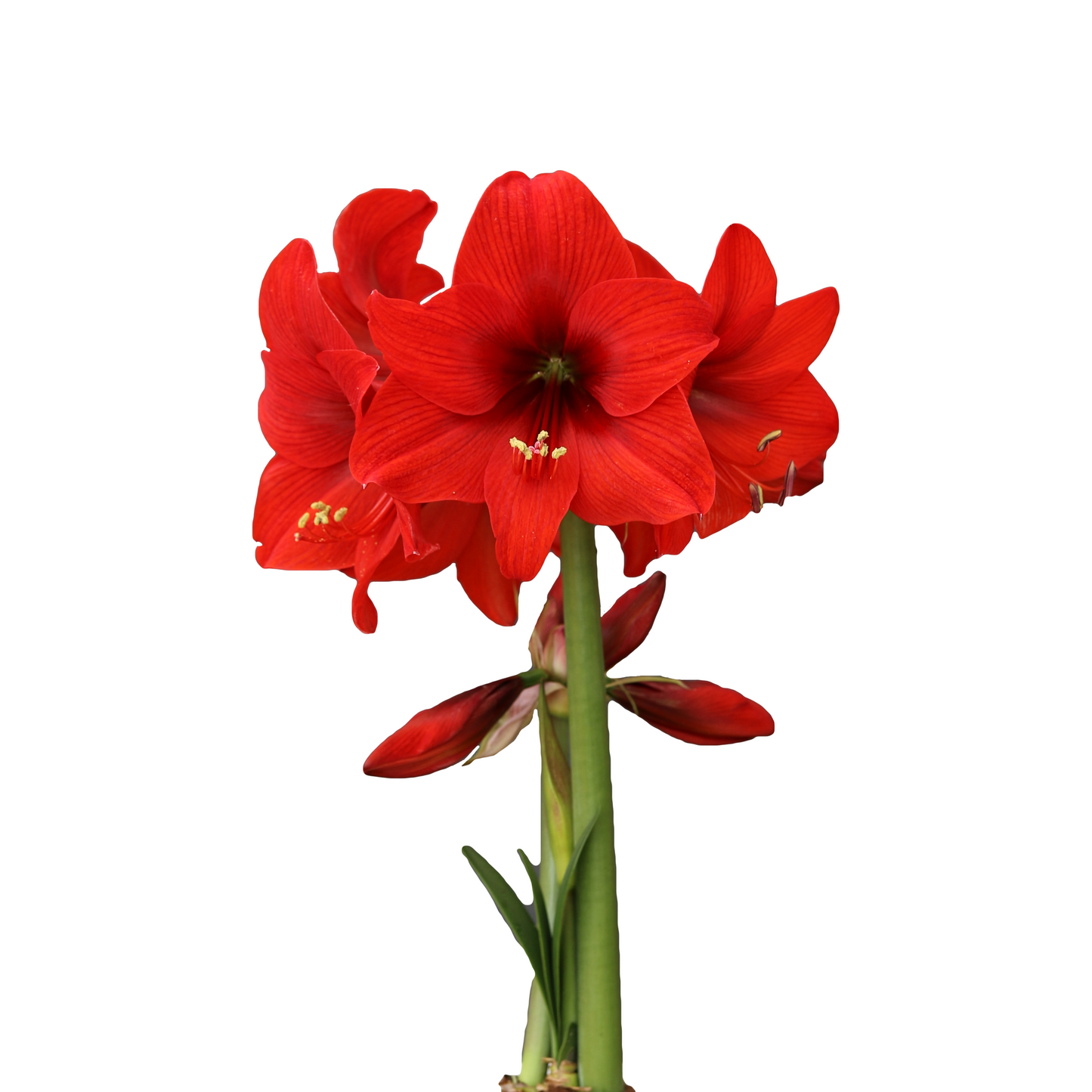 Amaryllis Top Choice * FALL 2024 PREORDER* - Blue Buddha Farm