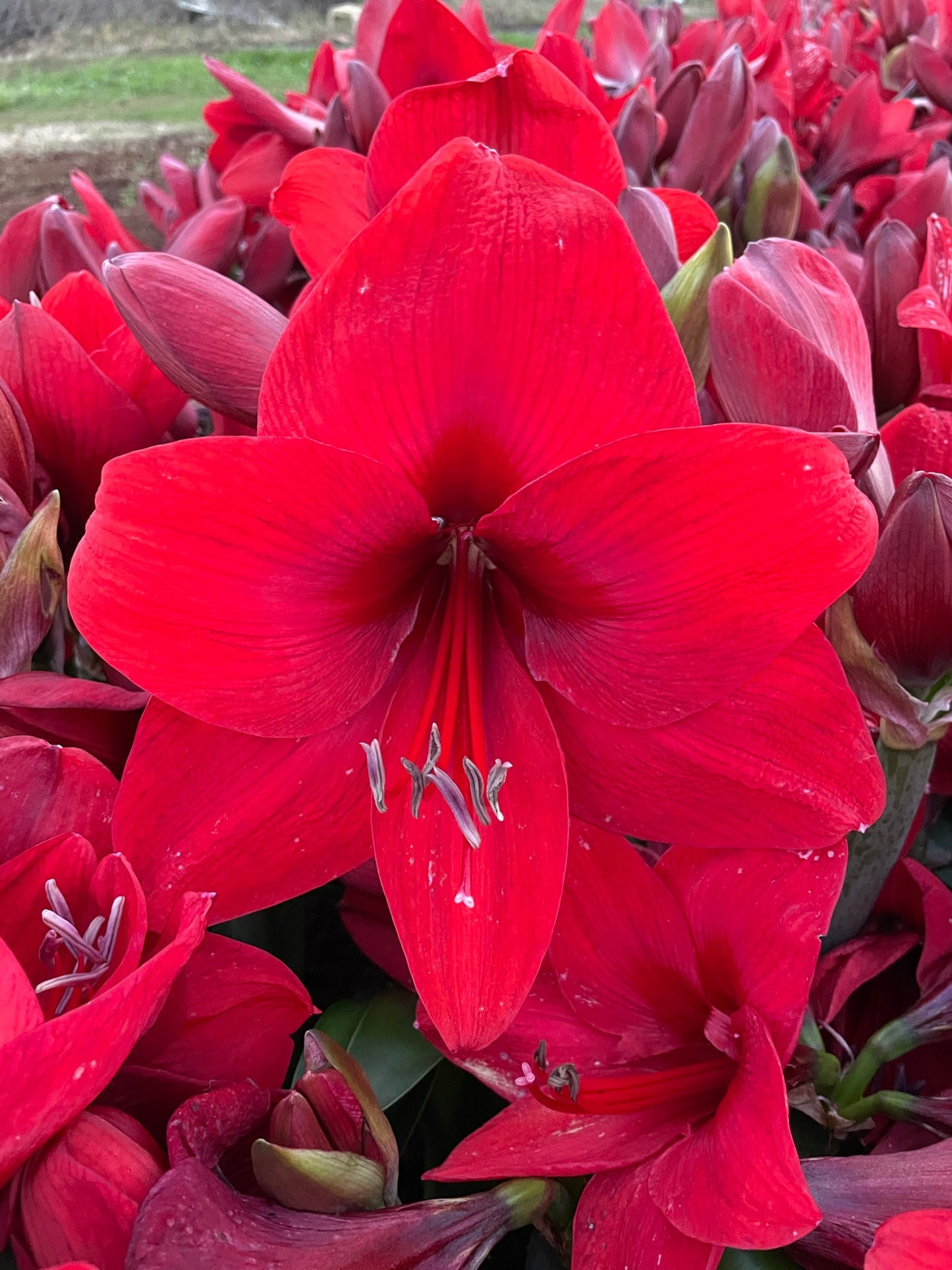 Amaryllis 'Top Choice' blooming in ceramic pot, vibrant red petals against winter decor – holiday flower from Blue Buddha Farm