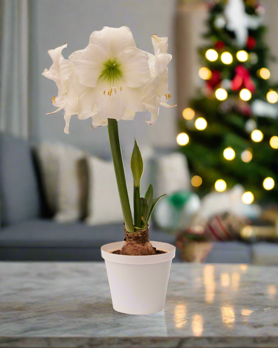 Large 28/30 cm bulb Wedding Dance amaryllis in bloom, elegant white trumpets.