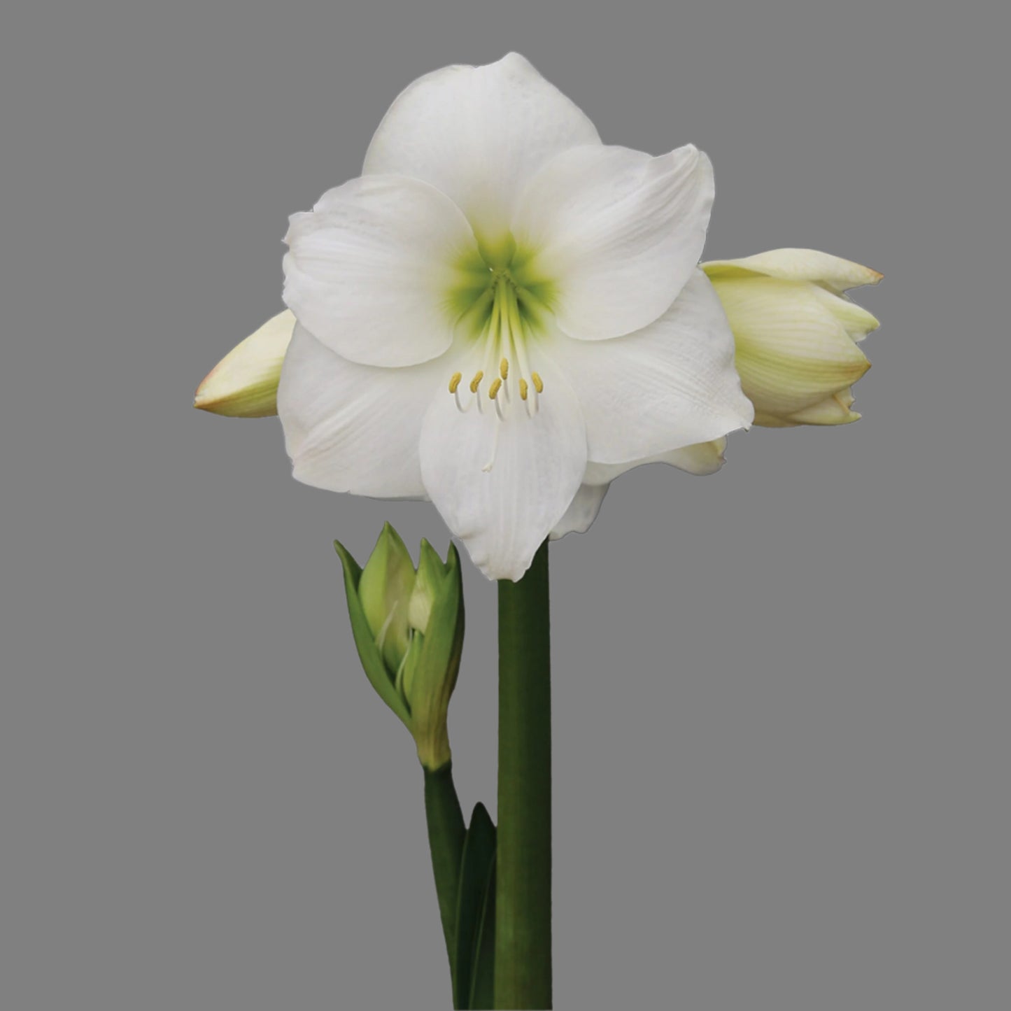 Indoor amaryllis Wedding Dance bloom with crisp white petals and light green center.