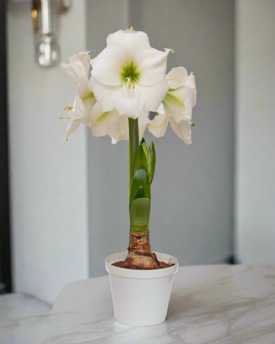 Premium Amaryllis Wedding Dance flower adding classic elegance to holiday décor.