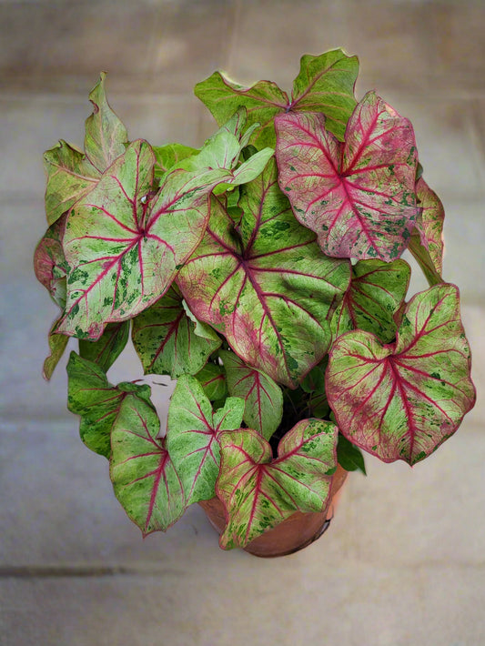 ‘Autumn Beauty’ Caladium with striking lime-green leaves and bold red veins, transitioning to a bronze hue.