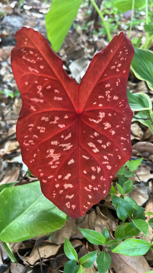'Burning Heart' Caladium (2 Bulbs) *PREORDER Spring 2026 – Fiery Foliage Spectacle