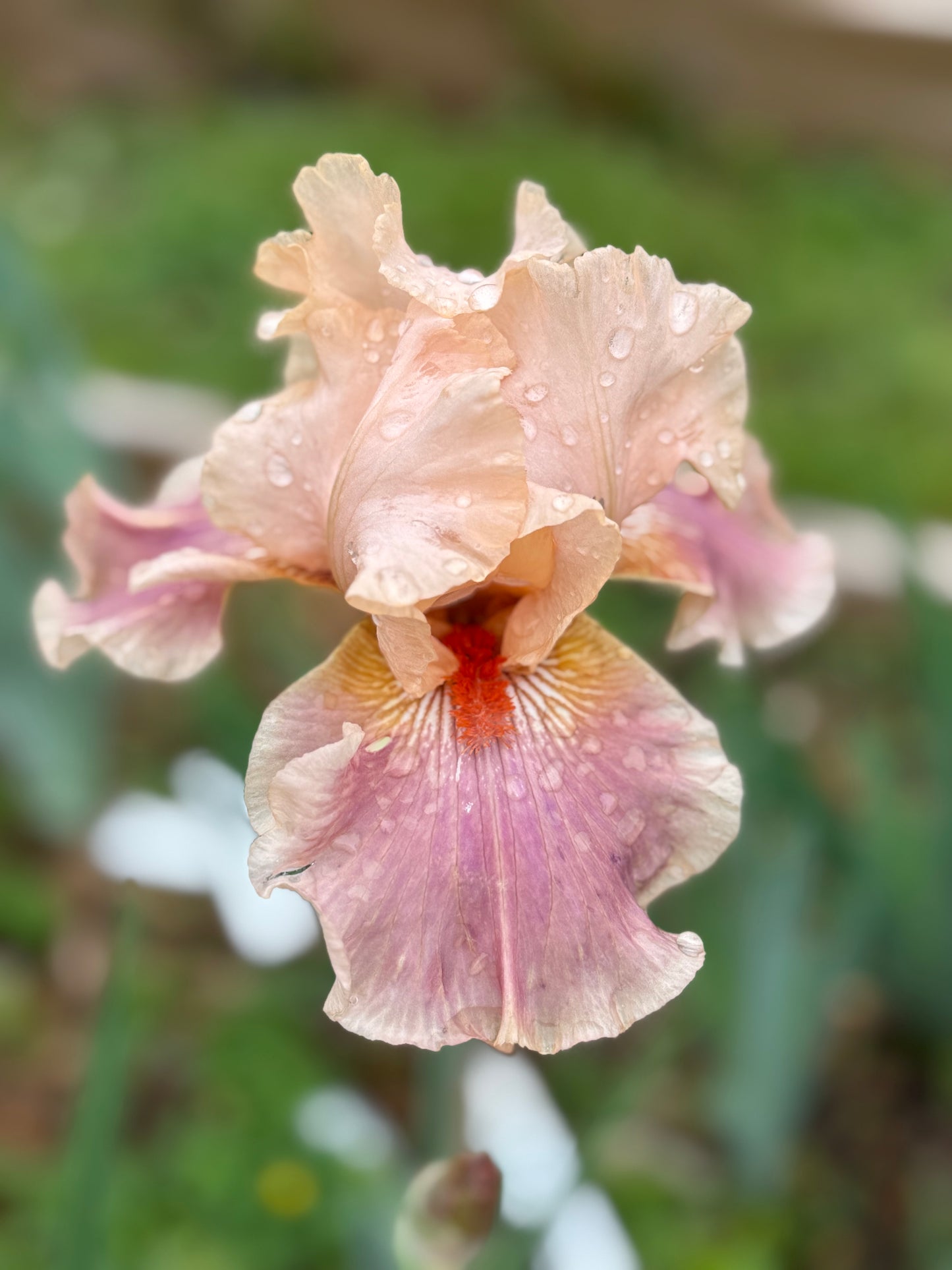 Entitled Bearded Iris Rhizome | Peach & Rose Pink Fragrant Blooms
