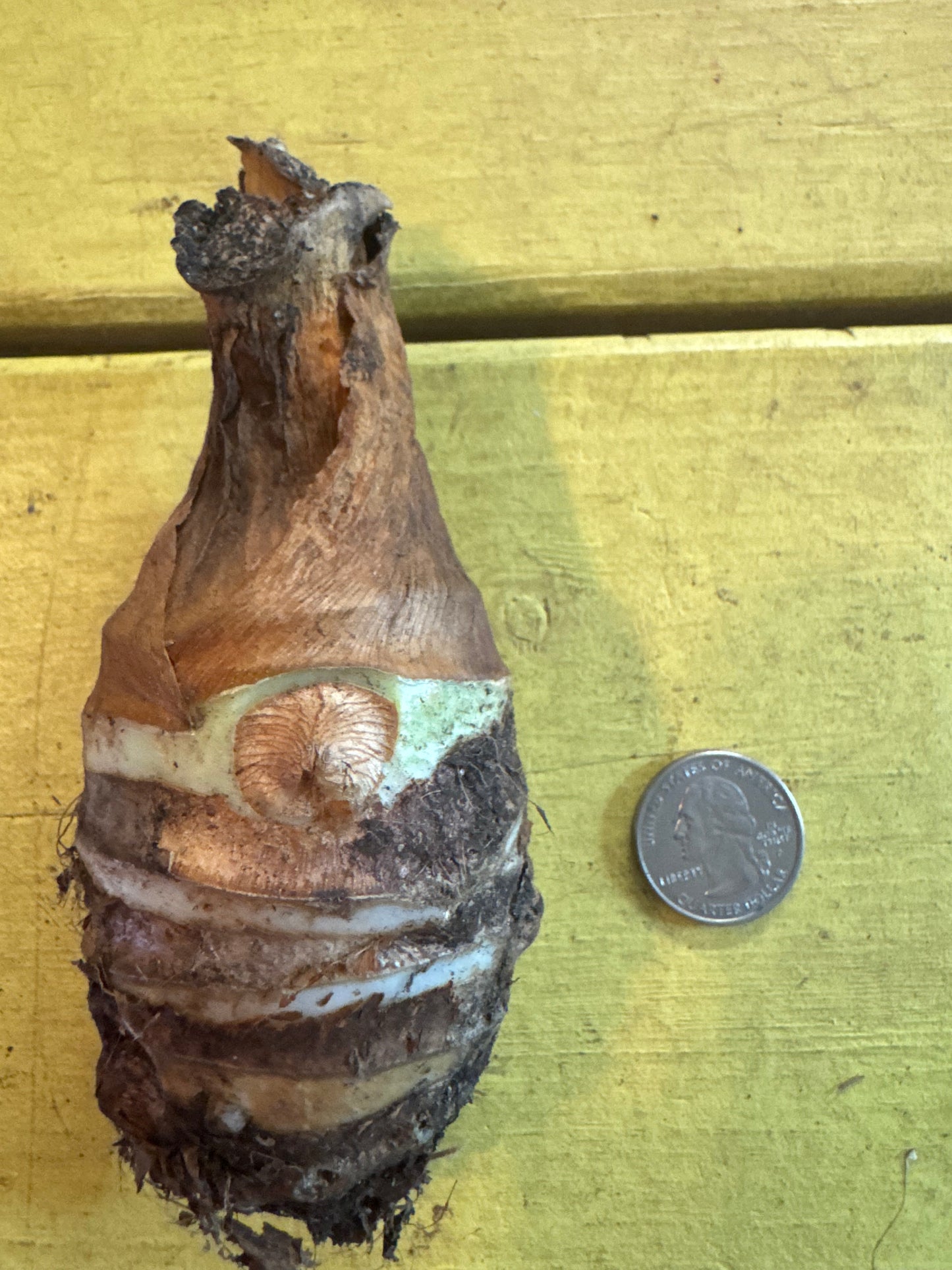 An Upright Alocasia bulb size 5/7 comparison in size to a quarter.