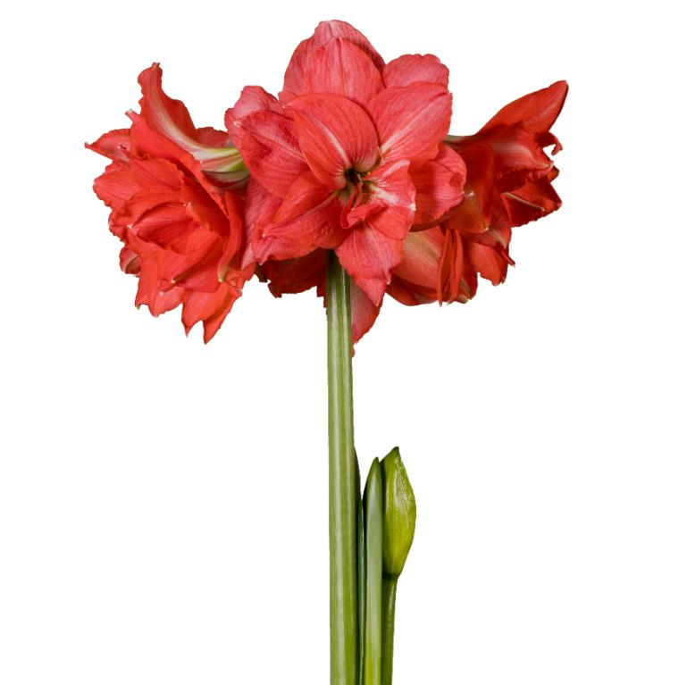 A fully bloomed ballerina amaryllis from Blue Buddha Farm, its pink and white petals beautifully contrasted against a white background