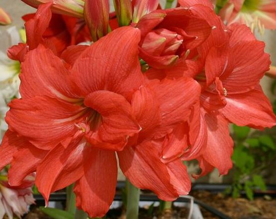 A group of ballerina amaryllis flowers in various stages of bloom, featured by Blue Buddha Farm, adding elegance to any garden