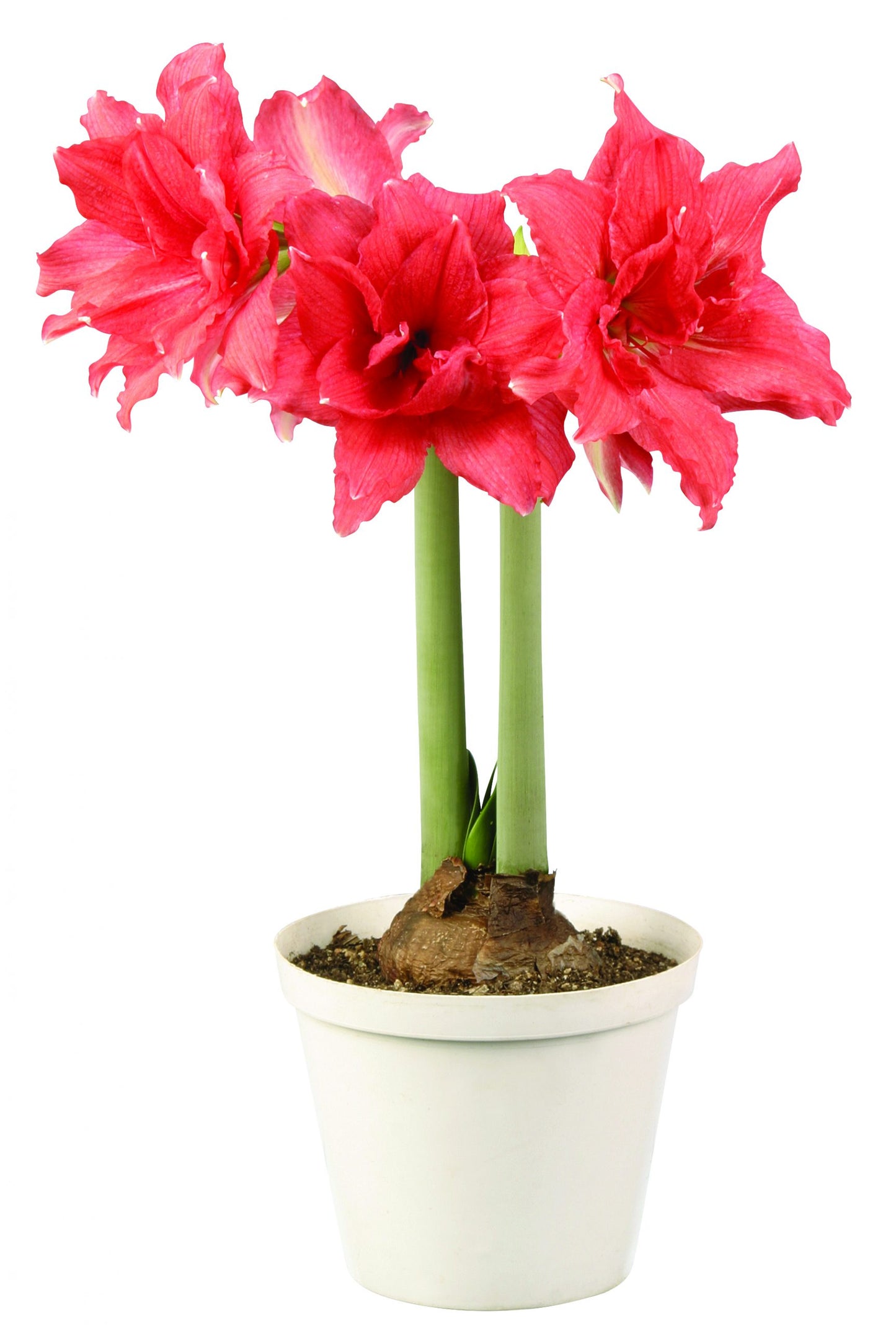 Vibrant ballerina amaryllis flowers from Blue Buddha Farm, ideal for adding a touch of elegance and color to any room or outdoor area