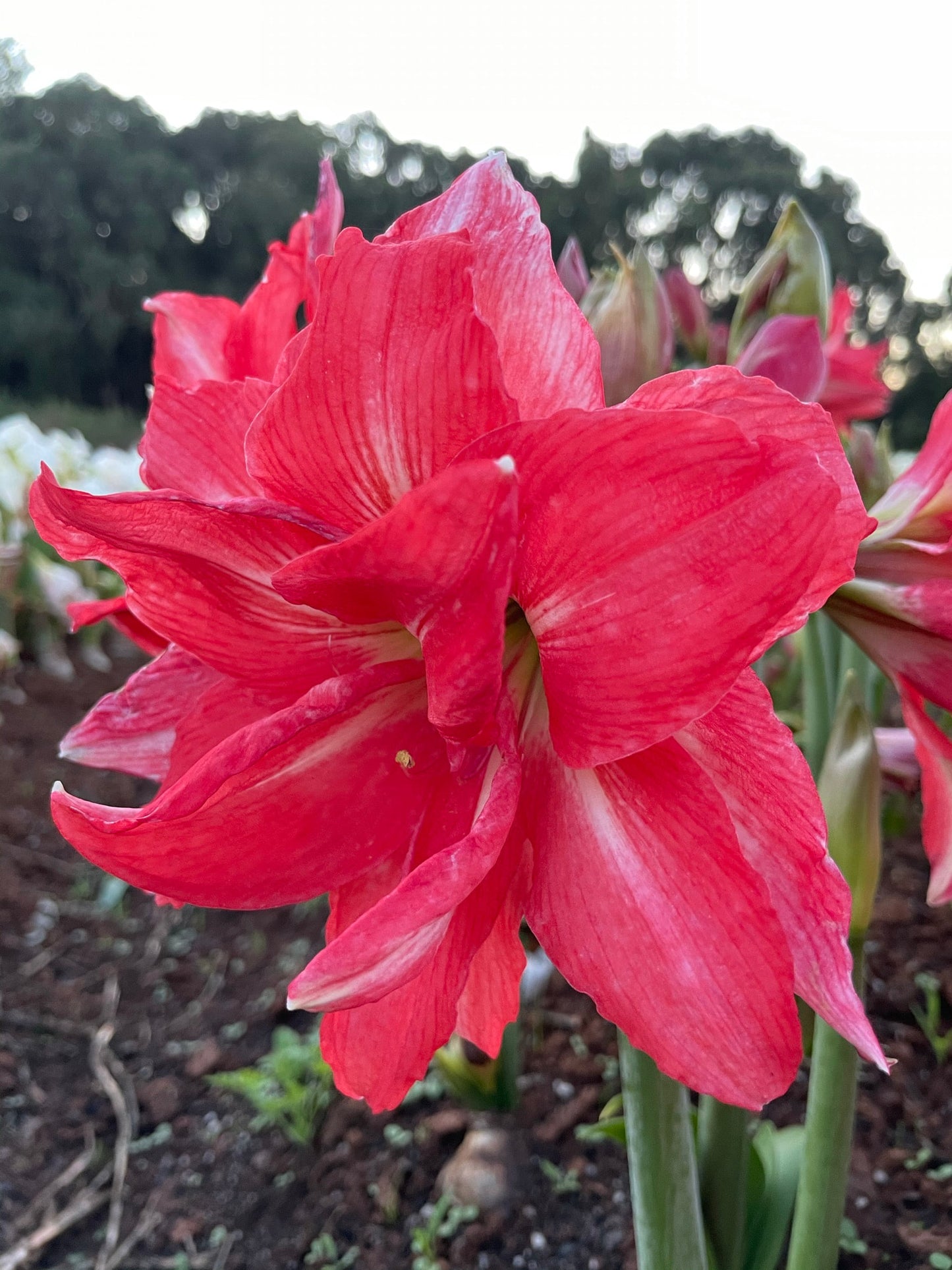 Blooming ballerina amaryllis with large, delicate petals from Blue Buddha Farm, a perfect plant for gifts or home decoration
