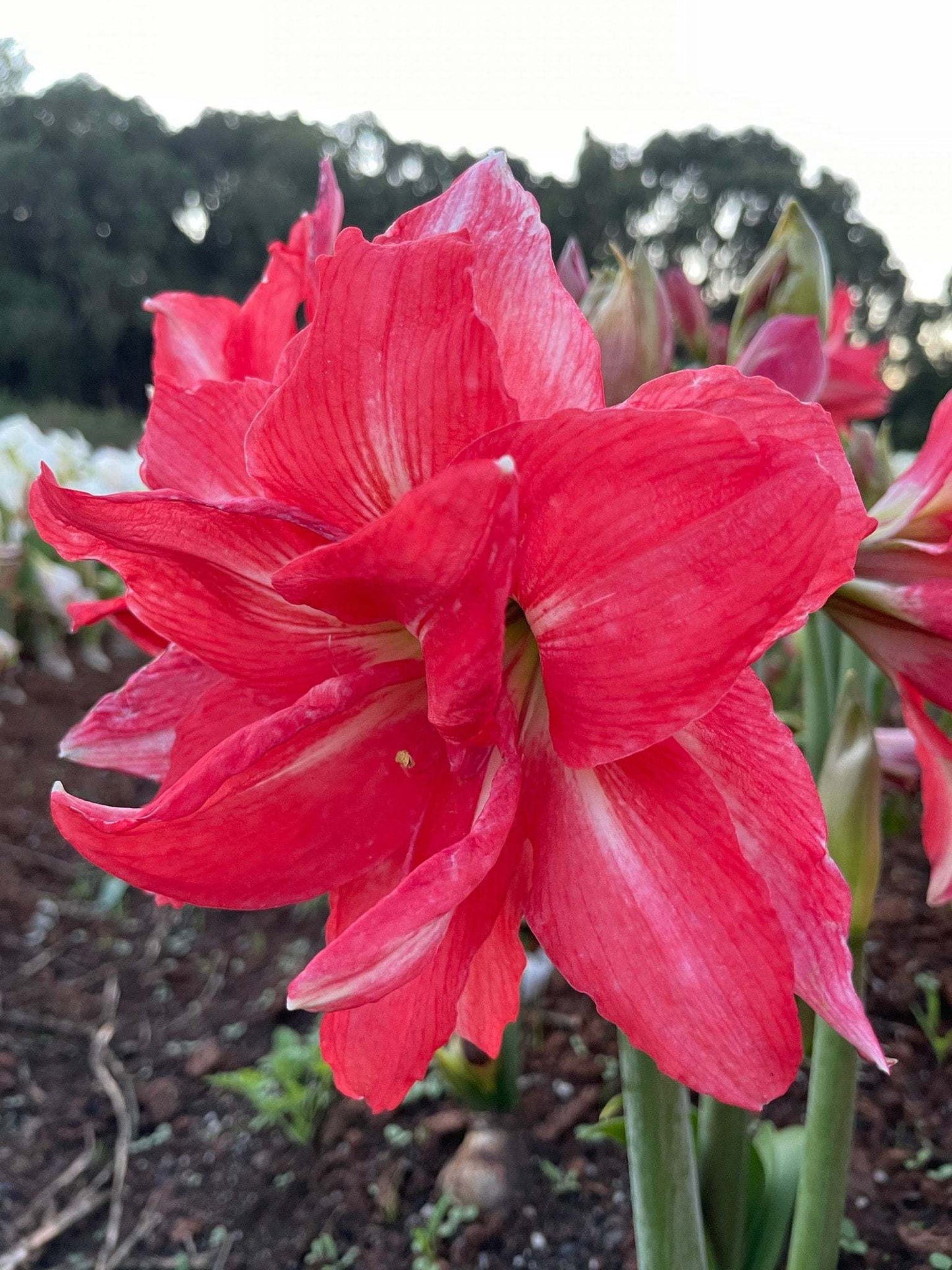 Blooming ballerina amaryllis with large, delicate petals from Blue Buddha Farm, a perfect plant for gifts or home decoration