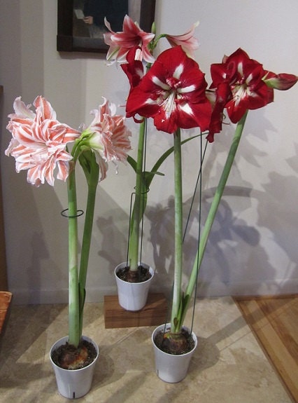 An enchanting scene featuring multiple Dancing Queen amaryllis blooms from Blue Buddha Farm evoking a sense of elegance and natural beauty.