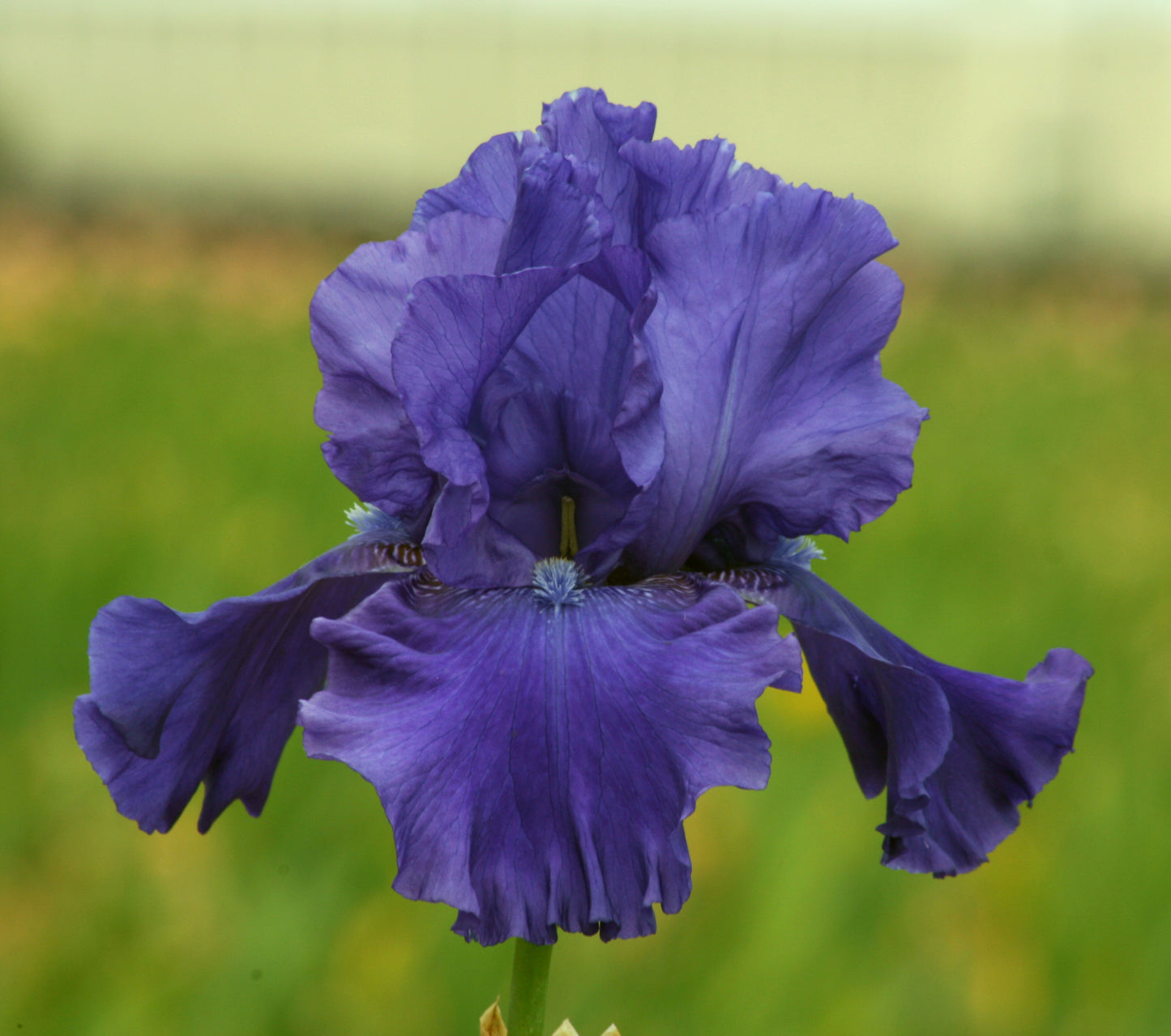 Stunning 40-inch bearded iris 'Blueberry Bliss' in full spring bloom.