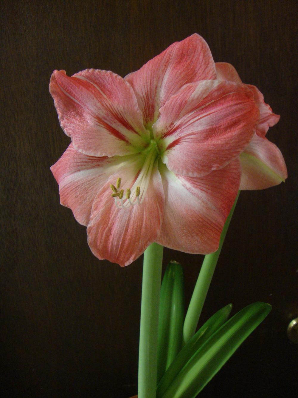 a solitary blushing bride amaryllis stalk rising gracefully, adorned with multiple blossoms