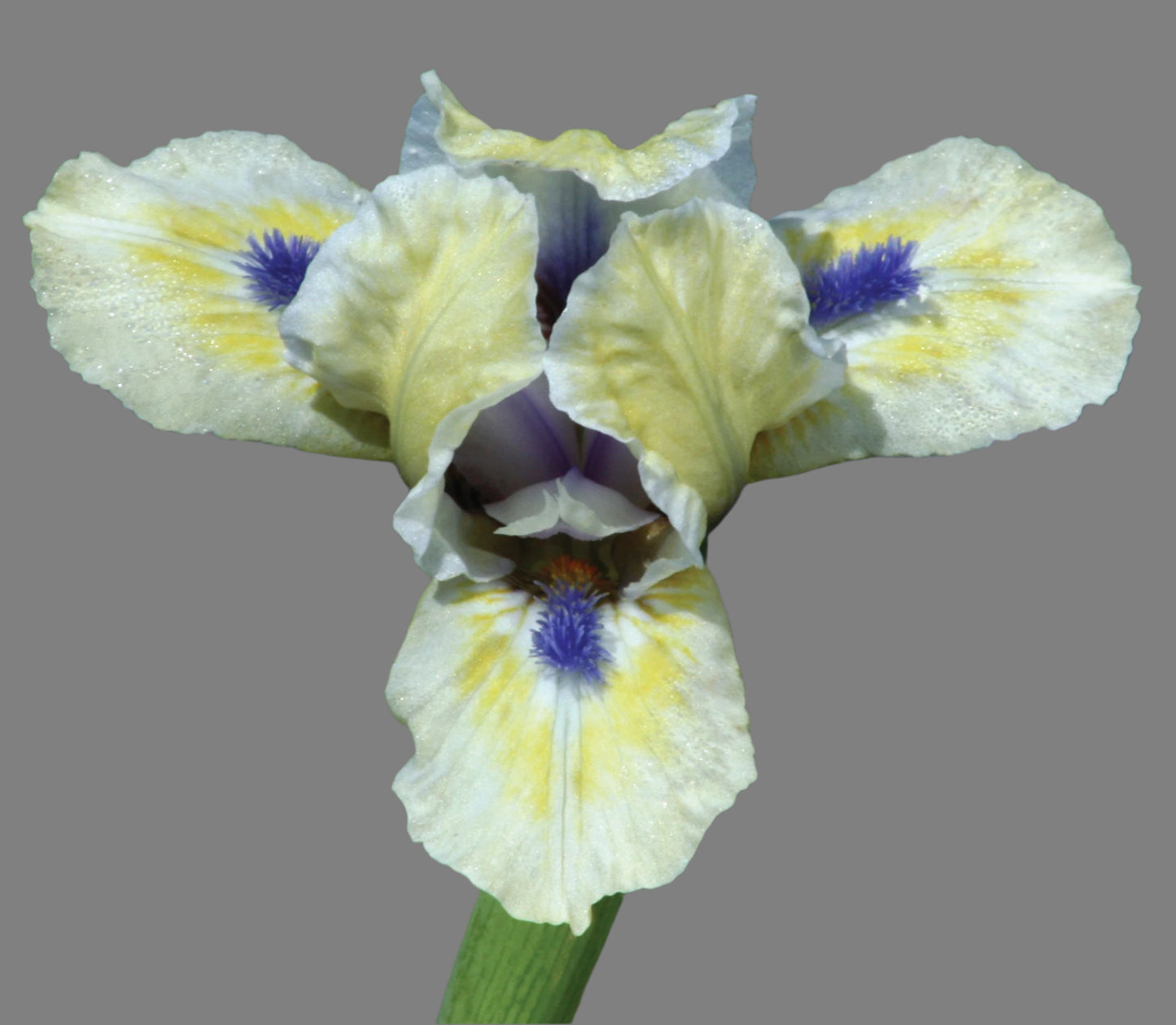 Bright Blue Eyes dwarf bearded iris with creamy yellow standards, white falls with chartreuse thumbprint, and vivid blue beard, reblooming early spring beauty from Blue Buddha Farm.